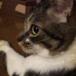 ぐでニャン★