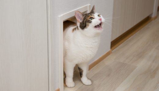 猫と暮らしやすい家づくりができるリノベーションサービス「マイリノペットforねこ」